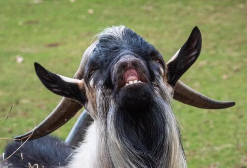 A close-up of a goat with a distinctive beard and prominent horns, looking up with a playful expression.