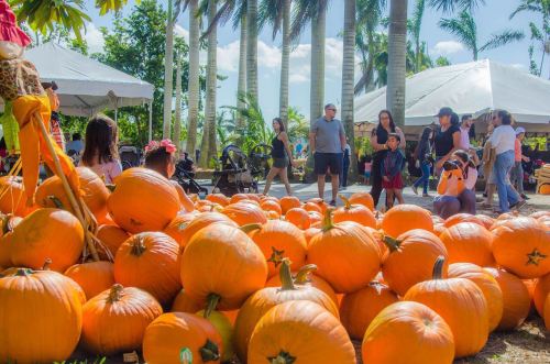 A vibrant pumpkin patch with families enjoying a sunny day, surrounded by palm trees and festive tents.