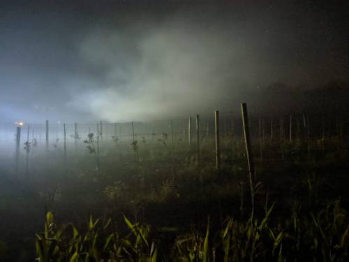 A foggy night scene with faint light illuminating a field of tall grass and wooden posts in the background.