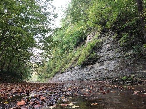 A serene creek surrounded by lush greenery and rocky cliffs, with fallen leaves scattered on the water's surface.