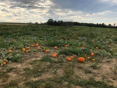 A field of pumpkins scattered across green vines under a cloudy sky.