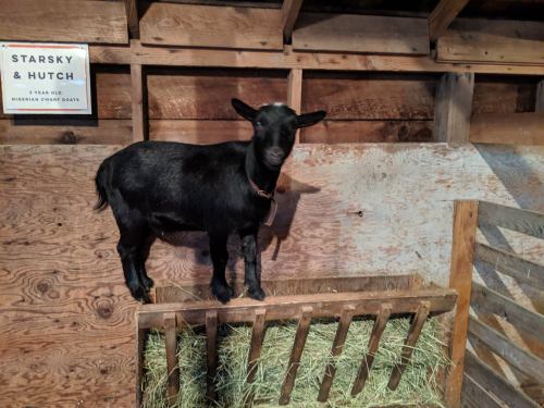 A black Nigerian Dwarf goat stands on a wooden platform in a barn, surrounded by hay. A sign reads "Starsky & Hutch."