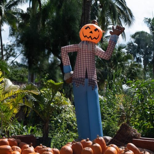 A scarecrow with a pumpkin head waves among a patch of pumpkins, surrounded by lush greenery.