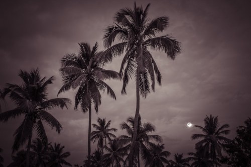 Silhouetted palm trees against a moody sky with a glowing moon in the background.