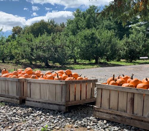 Two wooden crates filled with bright orange pumpkins, set against a backdrop of apple trees and a blue sky.