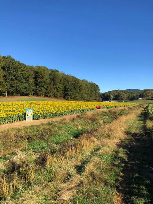 A vibrant sunflower field under a clear blue sky, bordered by trees and a path, with a distant red object.