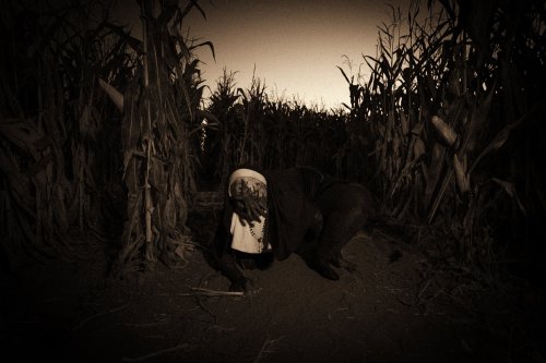 A figure crouches in a dark cornfield, partially obscured, creating a haunting and eerie atmosphere.
