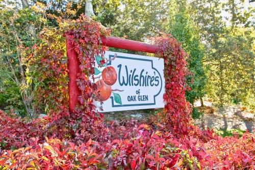 A colorful sign for "Wilshire's of Oak Glen" surrounded by vibrant red and green foliage.