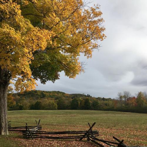 A vibrant autumn scene with a large yellow tree, a wooden fence, and a cloudy sky over a grassy field.