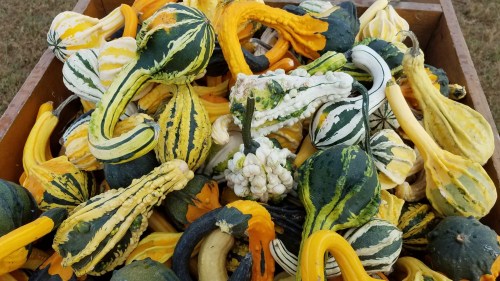 A wooden crate filled with various colorful gourds and squashes in shades of green, yellow, and white.