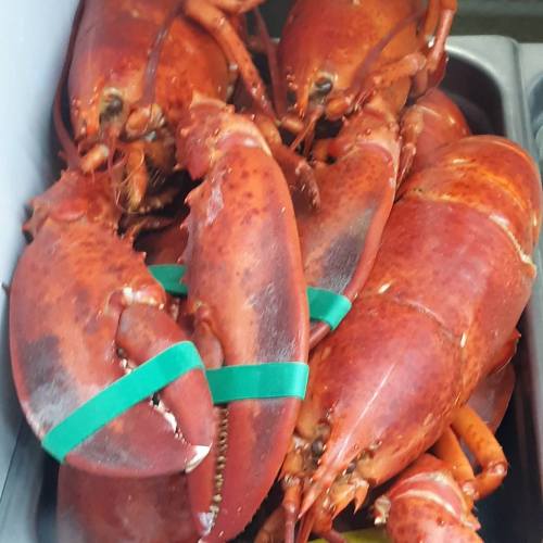 A close-up of several cooked lobsters with green bands on their claws, arranged in a metal tray.