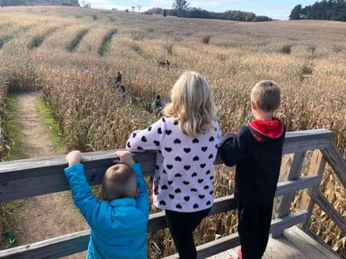 Three children stand on a wooden platform, looking out over a corn maze with tall stalks in the background.