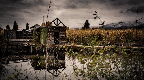 A rustic wooden cabin by a still pond, surrounded by tall grass and cornfields under a cloudy sky.