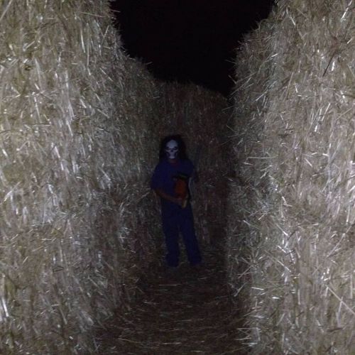 A spooky figure with a skull mask stands in a dark hay maze, surrounded by tall stacks of hay bales.