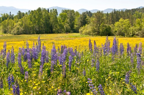 A vibrant field of purple lupines and yellow flowers, with green trees and distant mountains under a clear sky.