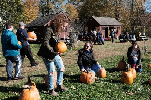 People picking pumpkins in a sunny field with red barns and autumn trees in the background.