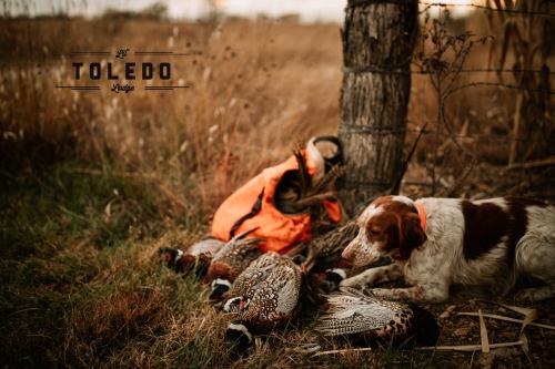 A hunting dog rests beside a pile of pheasants and an orange vest in a grassy field at sunset.
