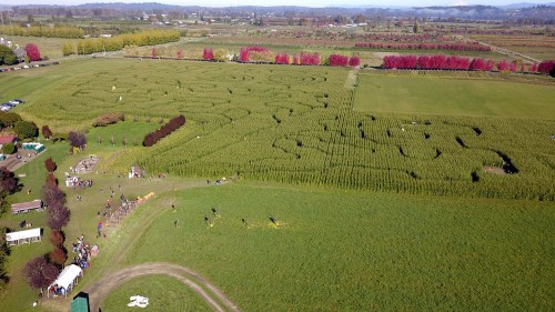 Aerial view of a large corn maze in a green field, surrounded by colorful trees and people enjoying the outdoor space.