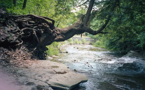 A gnarled tree with exposed roots leans over a serene stream, surrounded by lush green foliage.