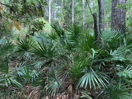 Lush green foliage of palm plants in a dense forest with tall trees in the background.