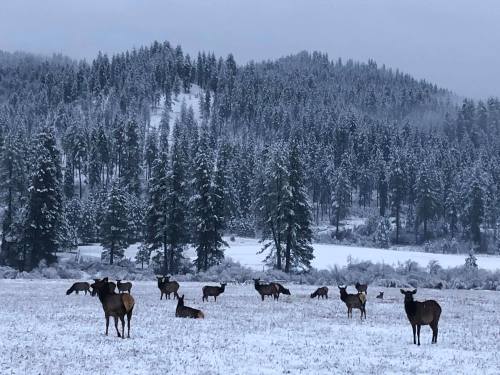 A snowy landscape with a herd of elk grazing among tall pine trees and rolling hills in the background.