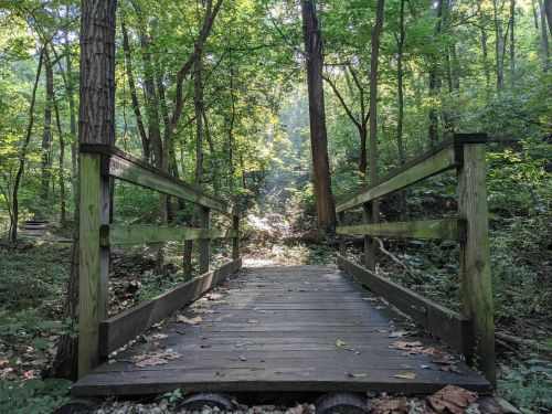 A wooden bridge in a lush green forest, with sunlight filtering through the trees.