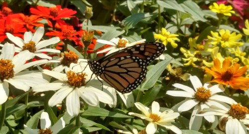 A monarch butterfly perched on vibrant flowers, surrounded by a colorful garden of red, yellow, and white blooms.