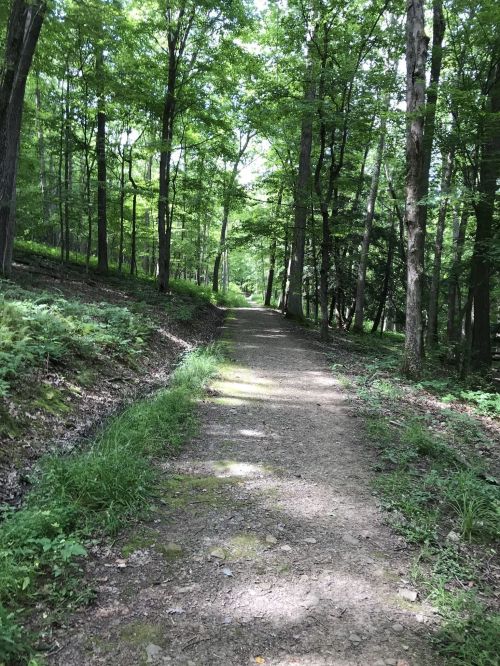 A winding dirt path through a lush green forest, surrounded by tall trees and dappled sunlight.