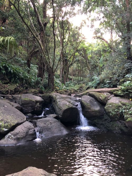 A serene forest scene featuring a small waterfall cascading over rocks into a tranquil pool surrounded by lush greenery.