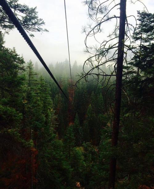 A view of a misty forest with tall trees and a zip line cable stretching into the distance.