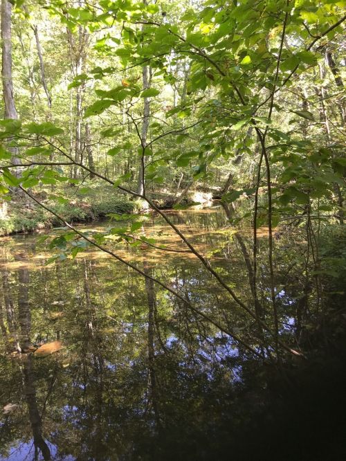 A serene forest scene with a calm creek reflecting trees and greenery under soft sunlight.