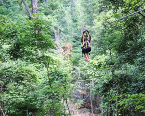 A person zip-lining through a lush green forest, surrounded by tall trees and dense foliage.