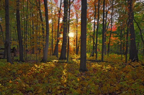 A vibrant forest in autumn, with colorful leaves and sunlight filtering through the trees.