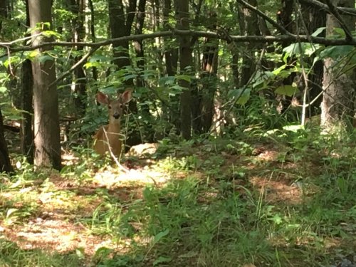 A deer partially hidden among trees and foliage in a lush, green forest.