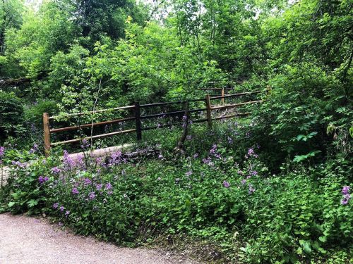 A lush green pathway surrounded by vibrant purple flowers and a wooden fence in a serene natural setting.