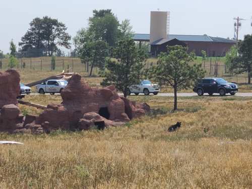A black bear walks near a rocky formation, with cars passing by in the background and trees scattered around.