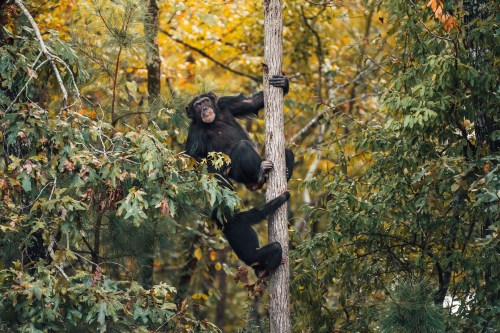 A chimpanzee climbs a tree in a forest with autumn foliage, while another chimp is partially visible below.