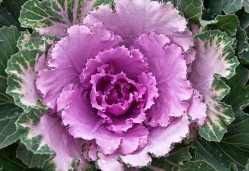 Close-up of a vibrant purple ornamental cabbage with frilled green edges.