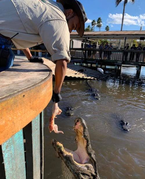 A person in a hat feeds an alligator from a wooden platform, with several alligators in the water below.