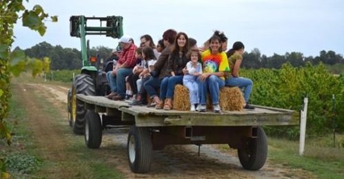 A group of people sitting on a hayride trailer pulled by a tractor, surrounded by vineyards on a cloudy day.
