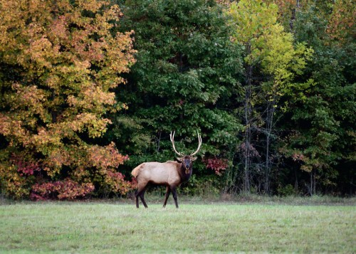 A lone elk stands in a grassy field, surrounded by trees with vibrant autumn foliage.