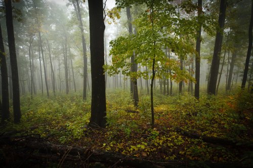 A misty forest scene with tall trees and vibrant green and yellow foliage on the ground.