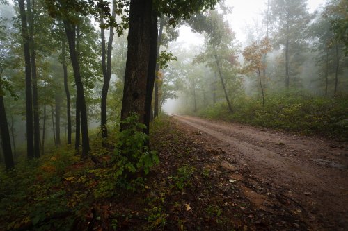 A misty forest path lined with trees, creating a serene and tranquil atmosphere.