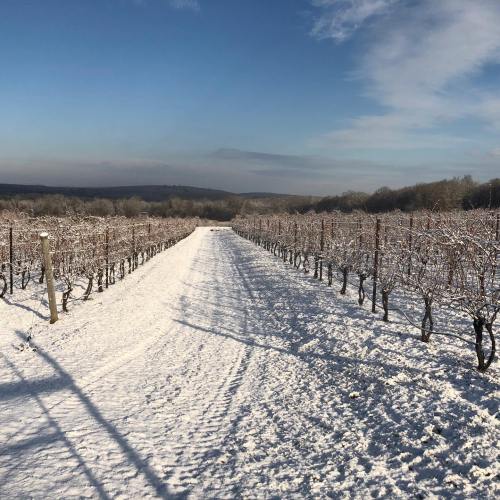 A snow-covered vineyard path stretches into the distance under a clear blue sky. Trees line the sides, creating a serene scene.