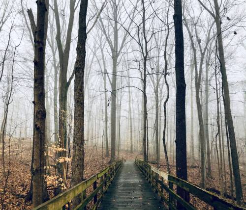 A wooden bridge leads through a foggy forest with bare trees and fallen leaves on the ground.
