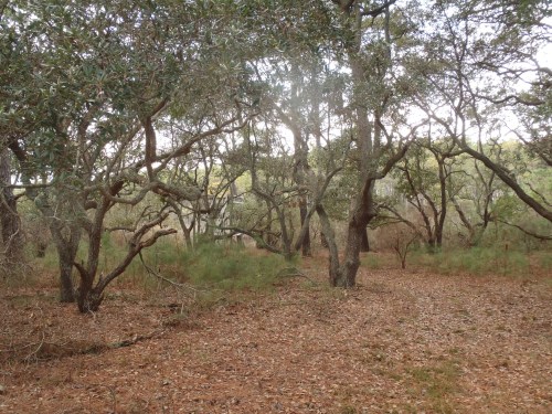 A serene forest scene with scattered trees and a carpet of fallen leaves on the ground.