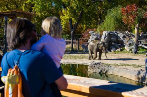 A child watches an elephant by a pond while being held by an adult at a zoo. Colorful trees are in the background.