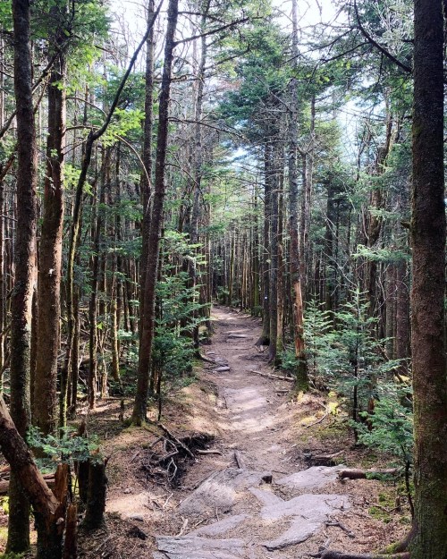 A winding dirt path through a dense forest of tall trees and rocky terrain, with dappled sunlight filtering through the leaves.