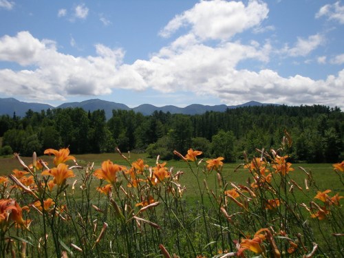 A vibrant field of orange flowers in the foreground, with mountains and a blue sky in the background.