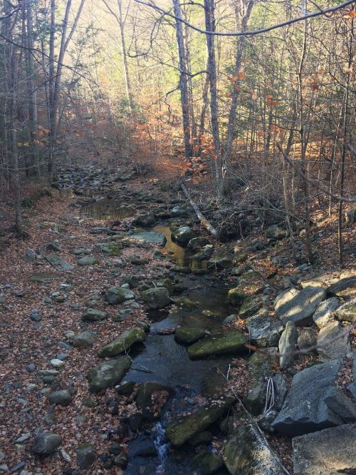 A serene forest scene with a small stream flowing over rocks, surrounded by trees and autumn leaves.
